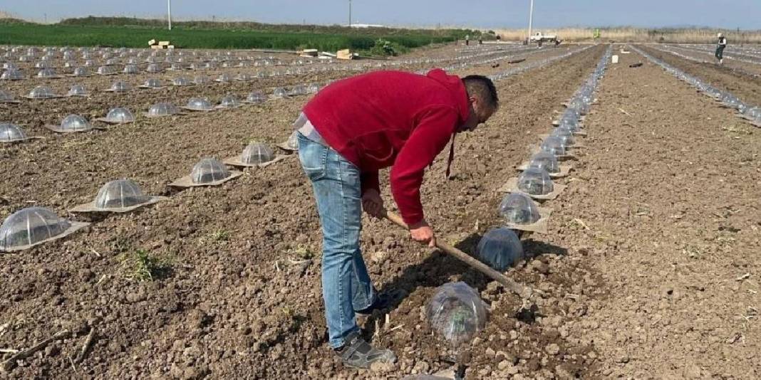 Sofraya gelme süreci en zahmetli ürün! Çiftçi büyük emek harcıyor 3